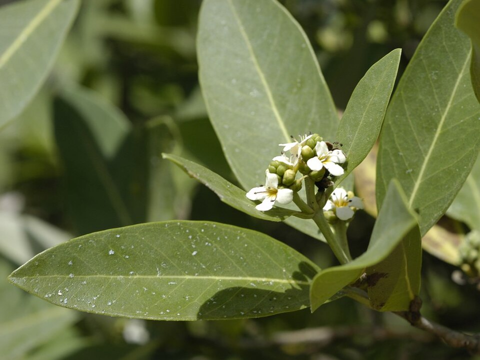 Avicennia germinans (black mangrove) (alternate view 10)