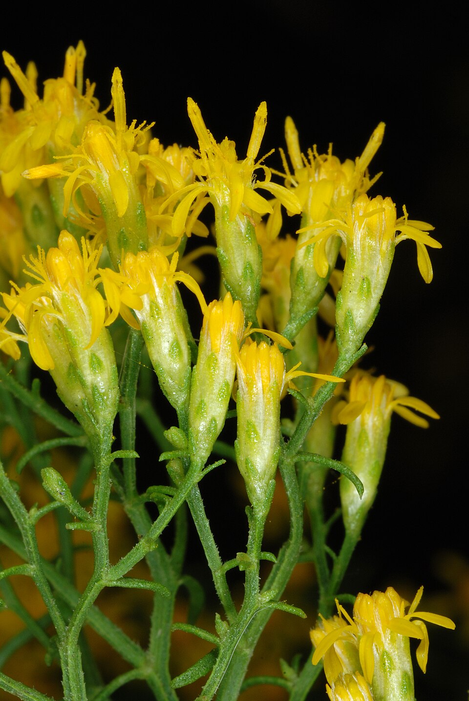 Euthamia caroliniana (slender goldentop) (alternate view 10)