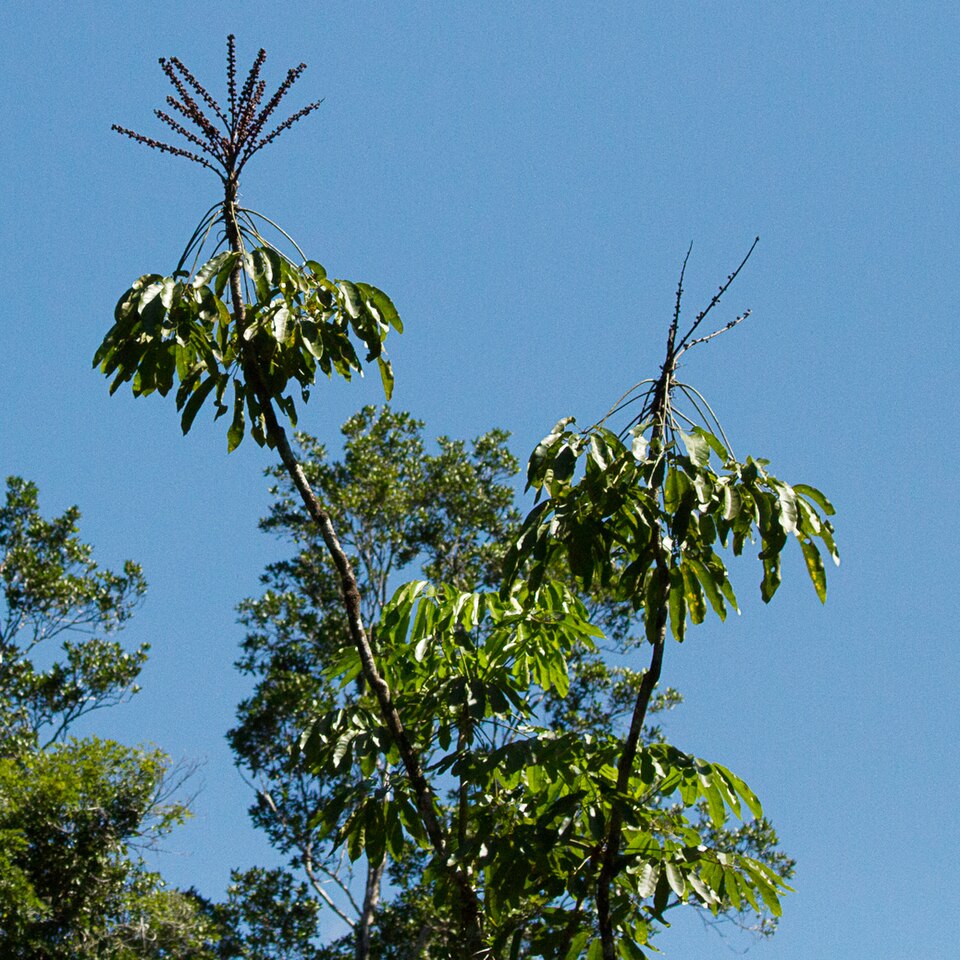 Heptapleurum actinophyllum (Australian Umbrella Tree) (alternate view 6)