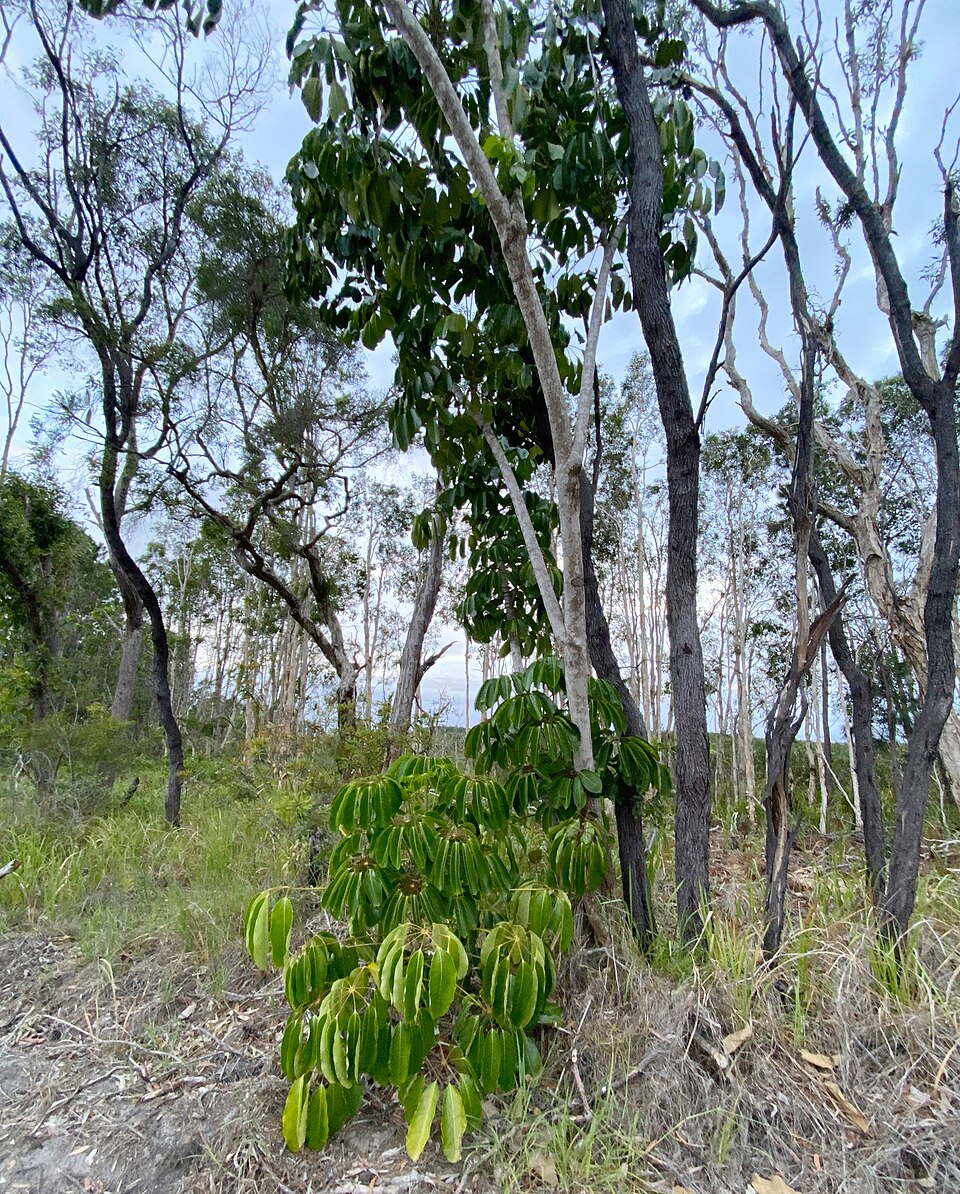 Heptapleurum actinophyllum (Australian Umbrella Tree) (alternate view 7)