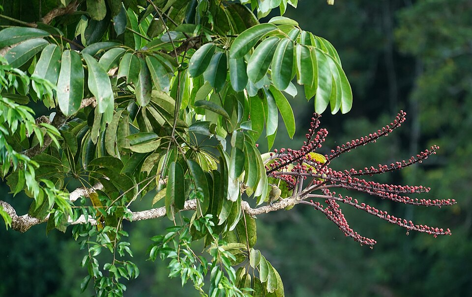 Heptapleurum actinophyllum (Australian Umbrella Tree) (alternate view 8)