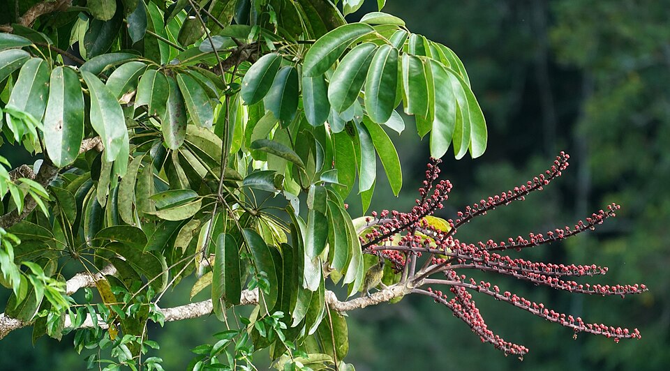 Heptapleurum actinophyllum (Australian Umbrella Tree) (alternate view 9)