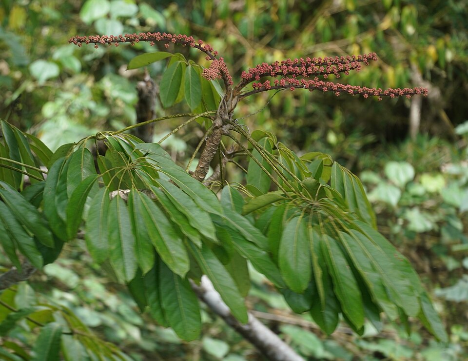 Heptapleurum actinophyllum (Australian Umbrella Tree) (alternate view 10)