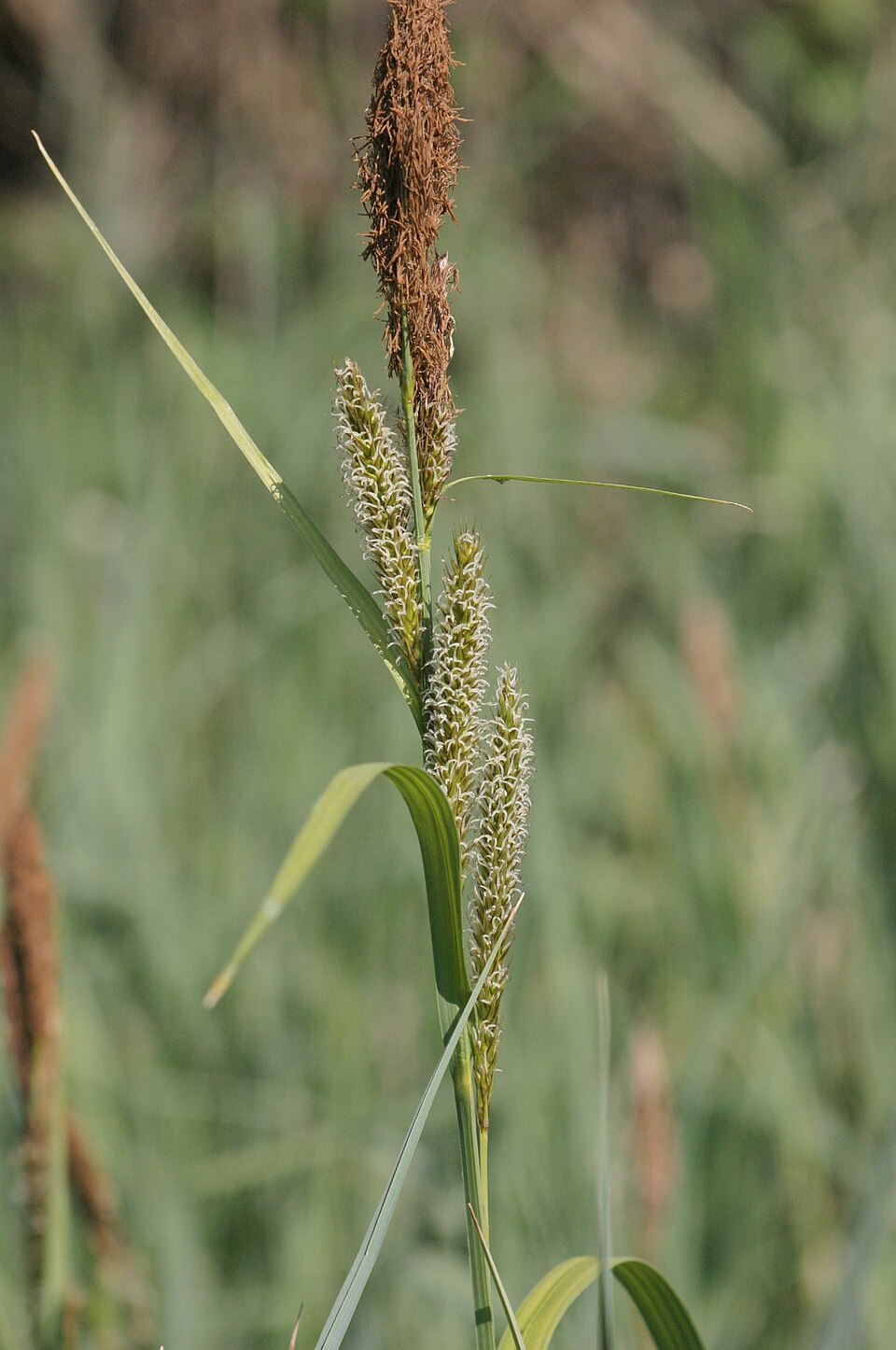 Carex riparia (greater pond sedge) (alternate view 6)