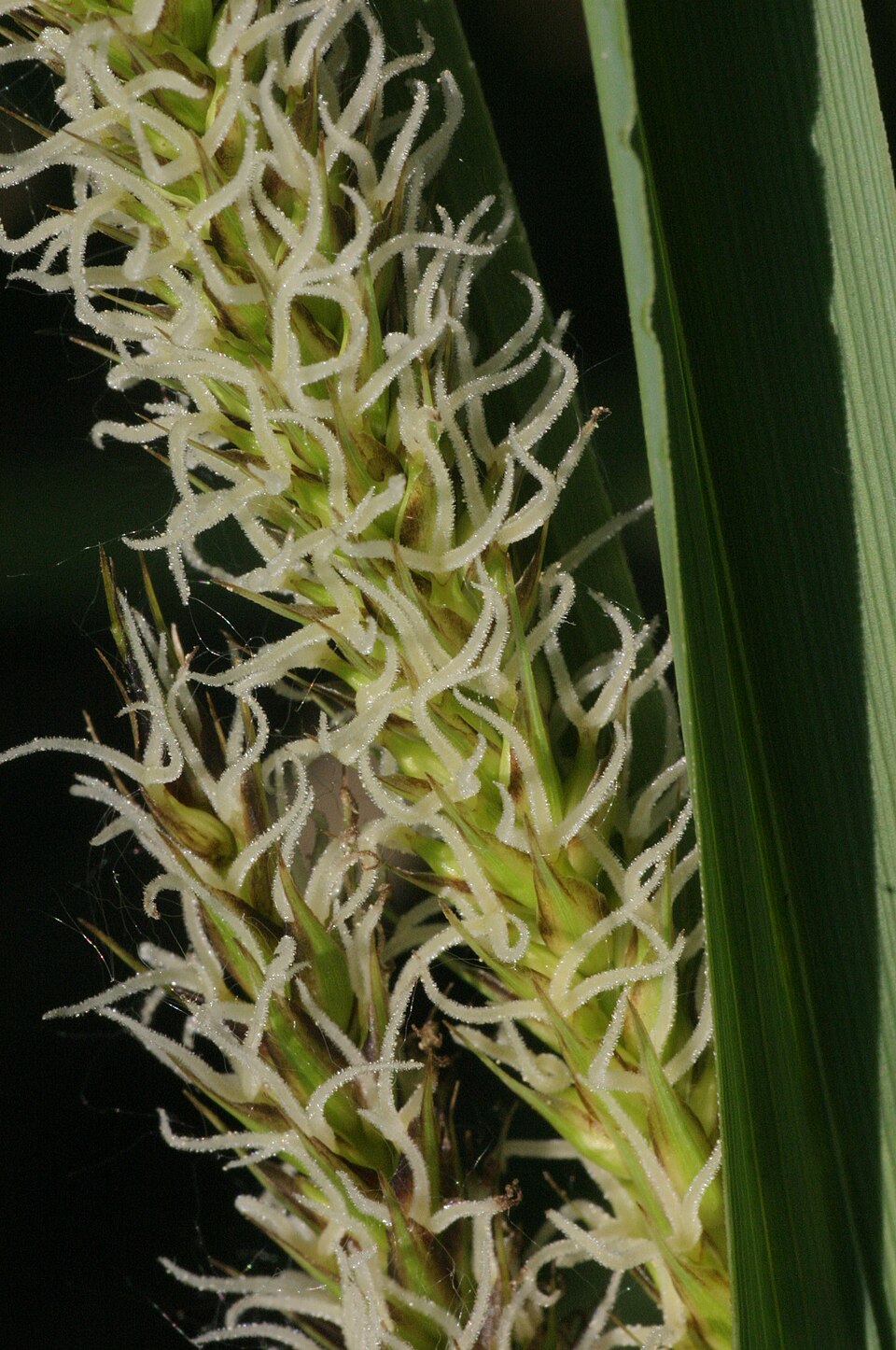 Carex riparia (greater pond sedge) (alternate view 7)