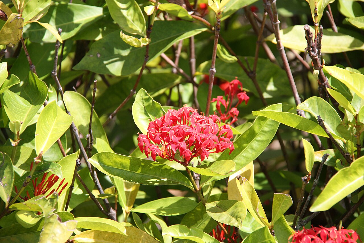 Ixora chinensis, Chinese ixora — upright evergreen (Rubiaceae) (image 1 of 8)