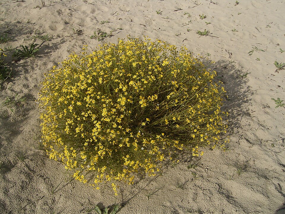 Senecio inaequidens (Narrow-leaved Ragwort)