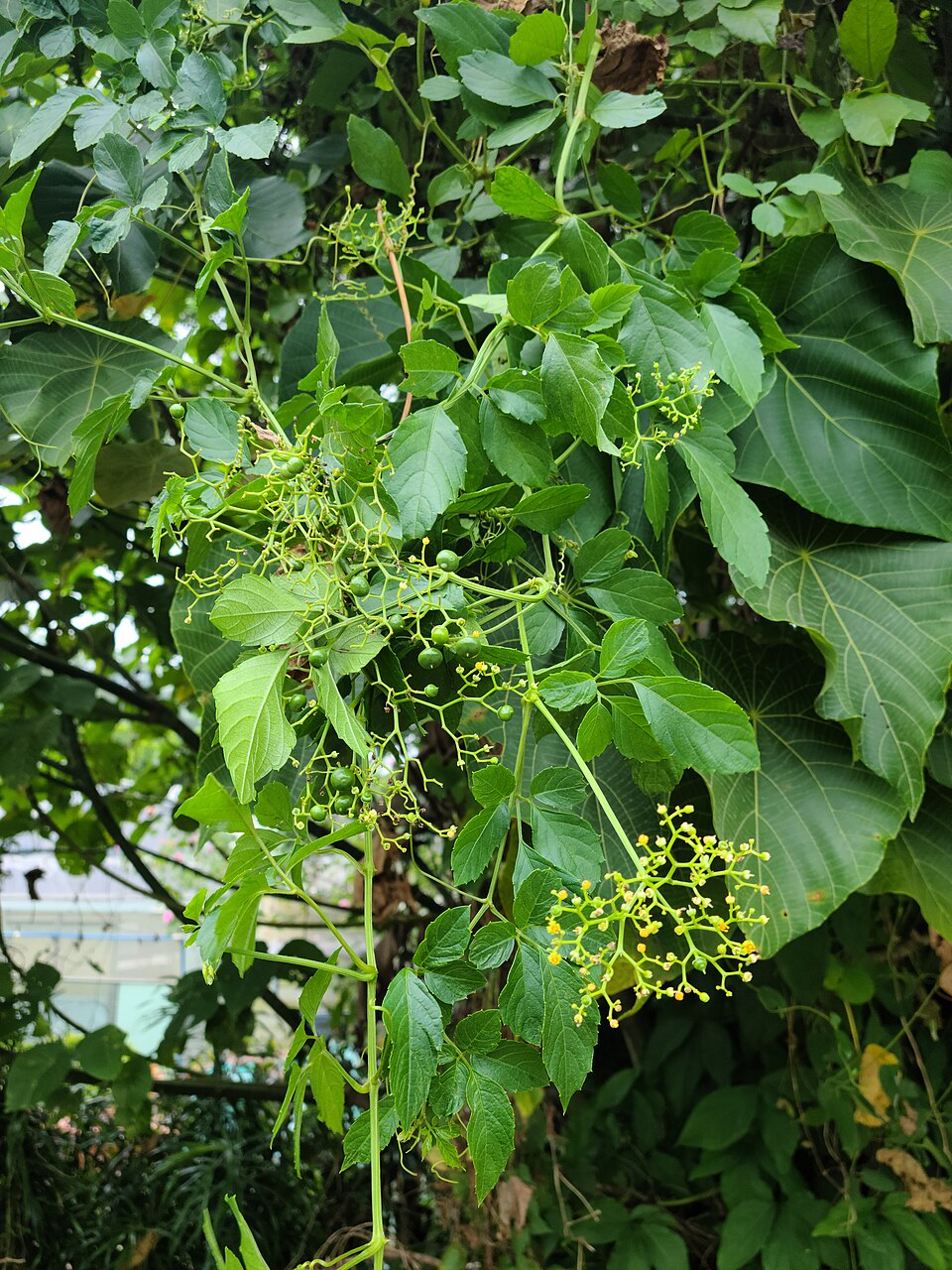 Ampelopsis (porcelainberry) (alternate view 3)