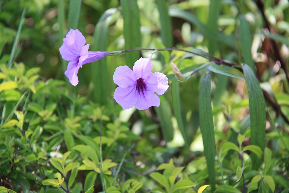 Ruellia simplex (Mexican Petunia) (alternate view 5)