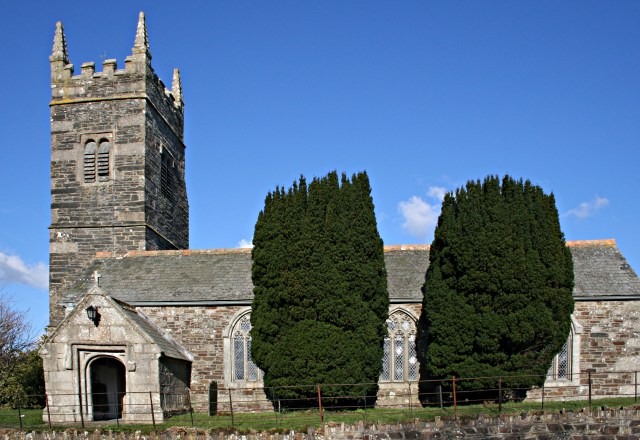 Taxus baccata 'Fastigiata' (Irish Yew) (alternate view 5)