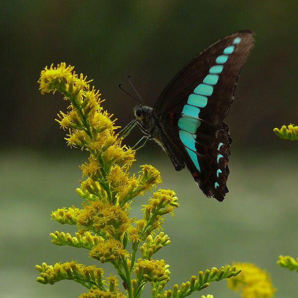 Solidago altissima (tall goldenrod)