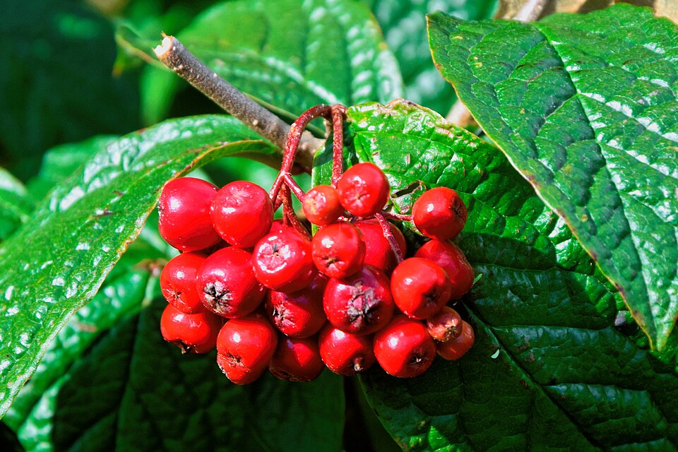 Cotoneaster rehderi (Bullate Cotoneaster)
