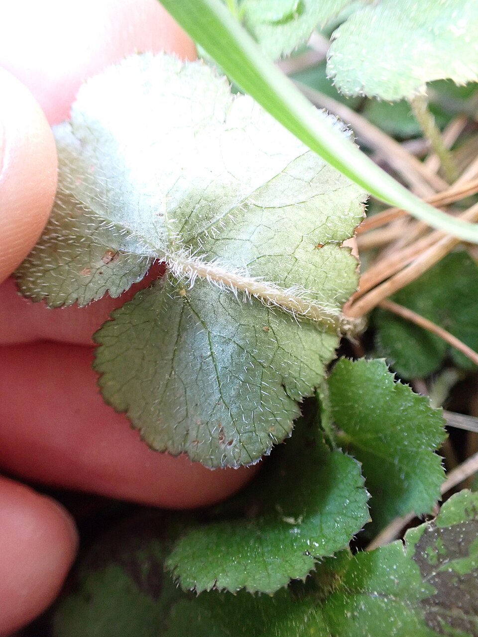Hydrocotyle novae-zeelandiae (alternate view 8)