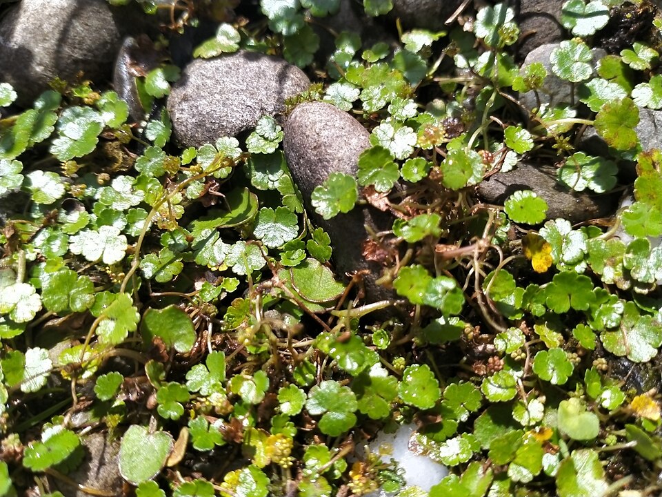 Hydrocotyle novae-zeelandiae (alternate view 9)
