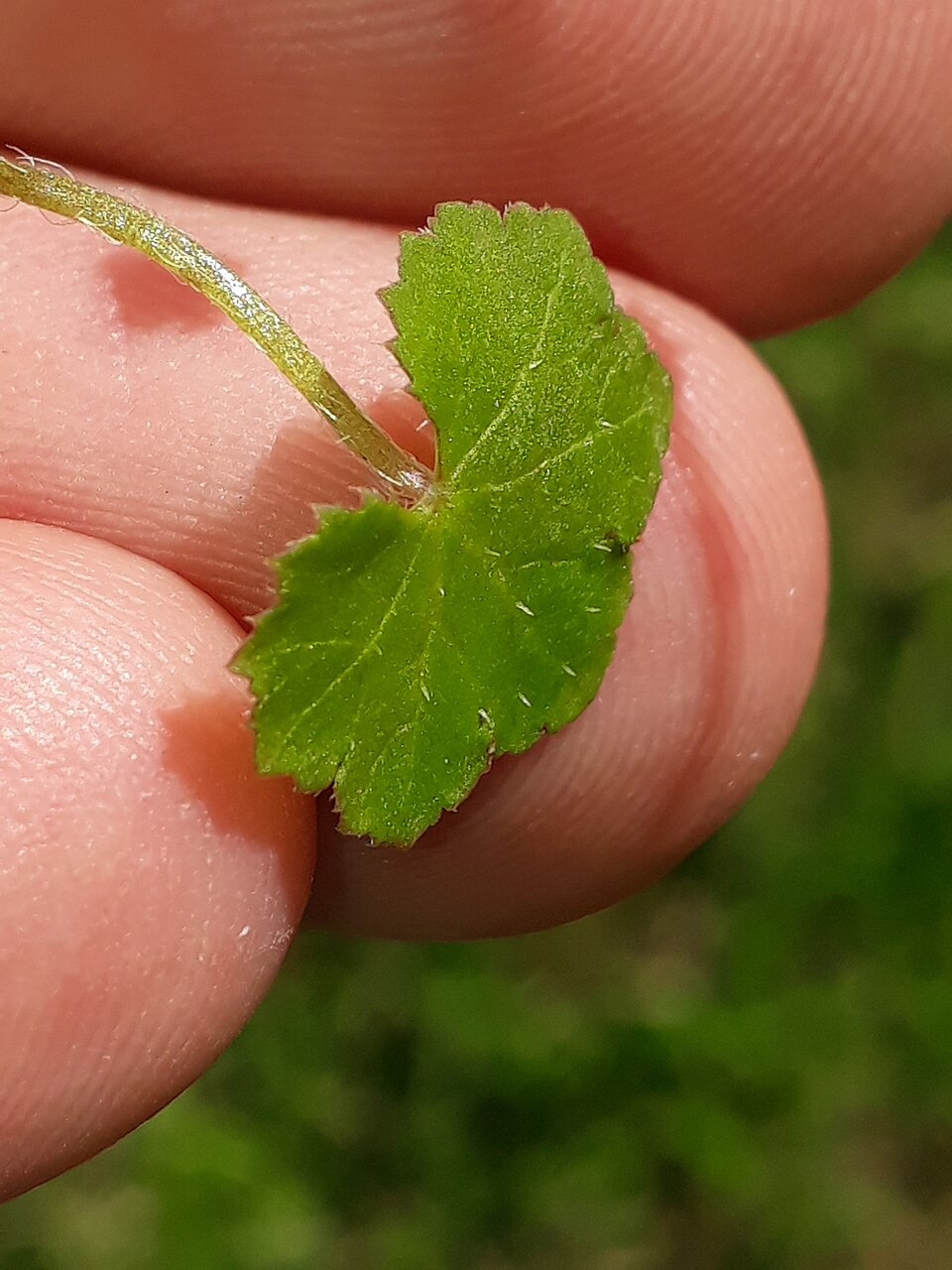 Hydrocotyle novae-zeelandiae (alternate view 10)