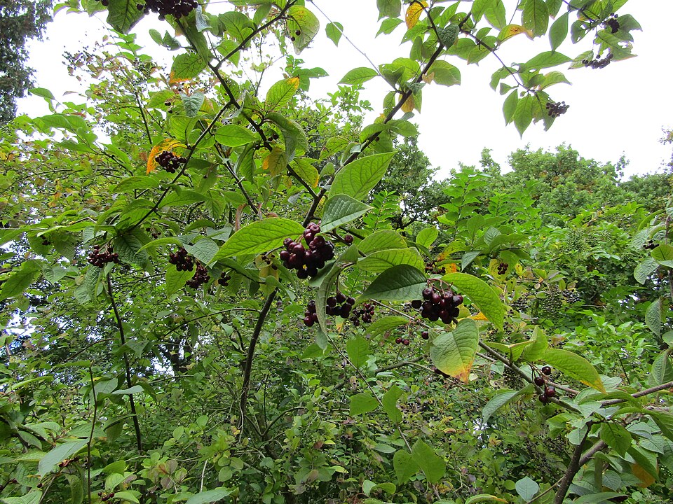 Cotoneaster rehderi (Bullate Cotoneaster)