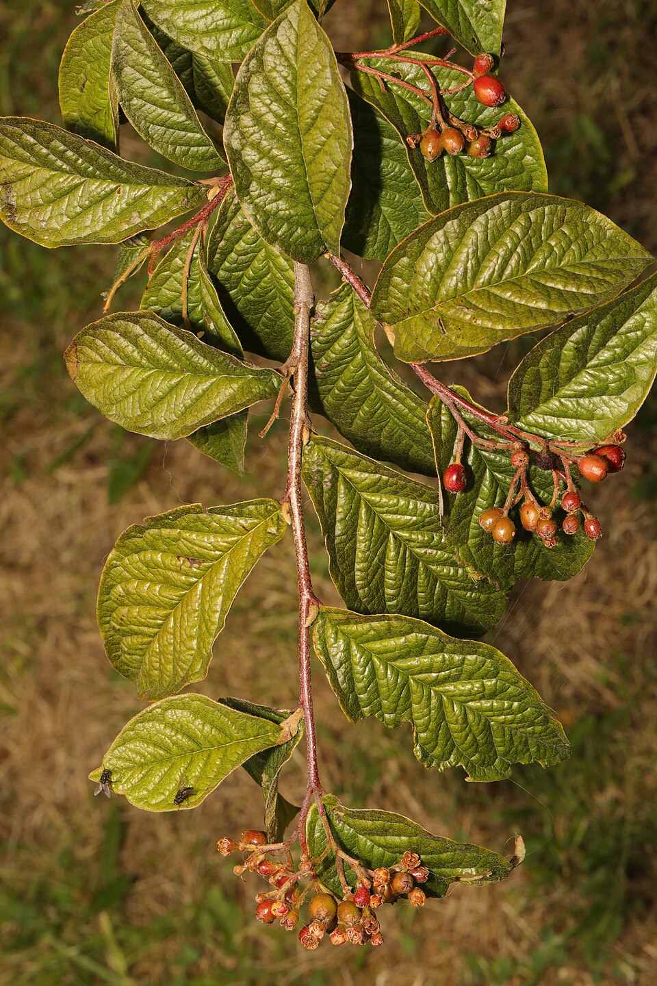 Cotoneaster rehderi (Bullate Cotoneaster)