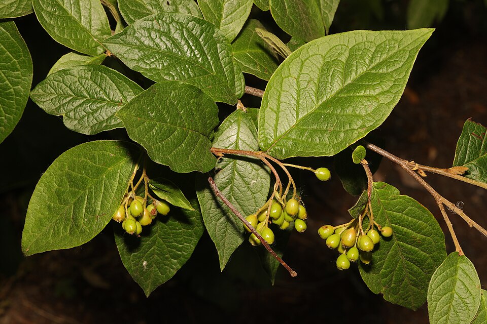 Cotoneaster rehderi (Bullate Cotoneaster)