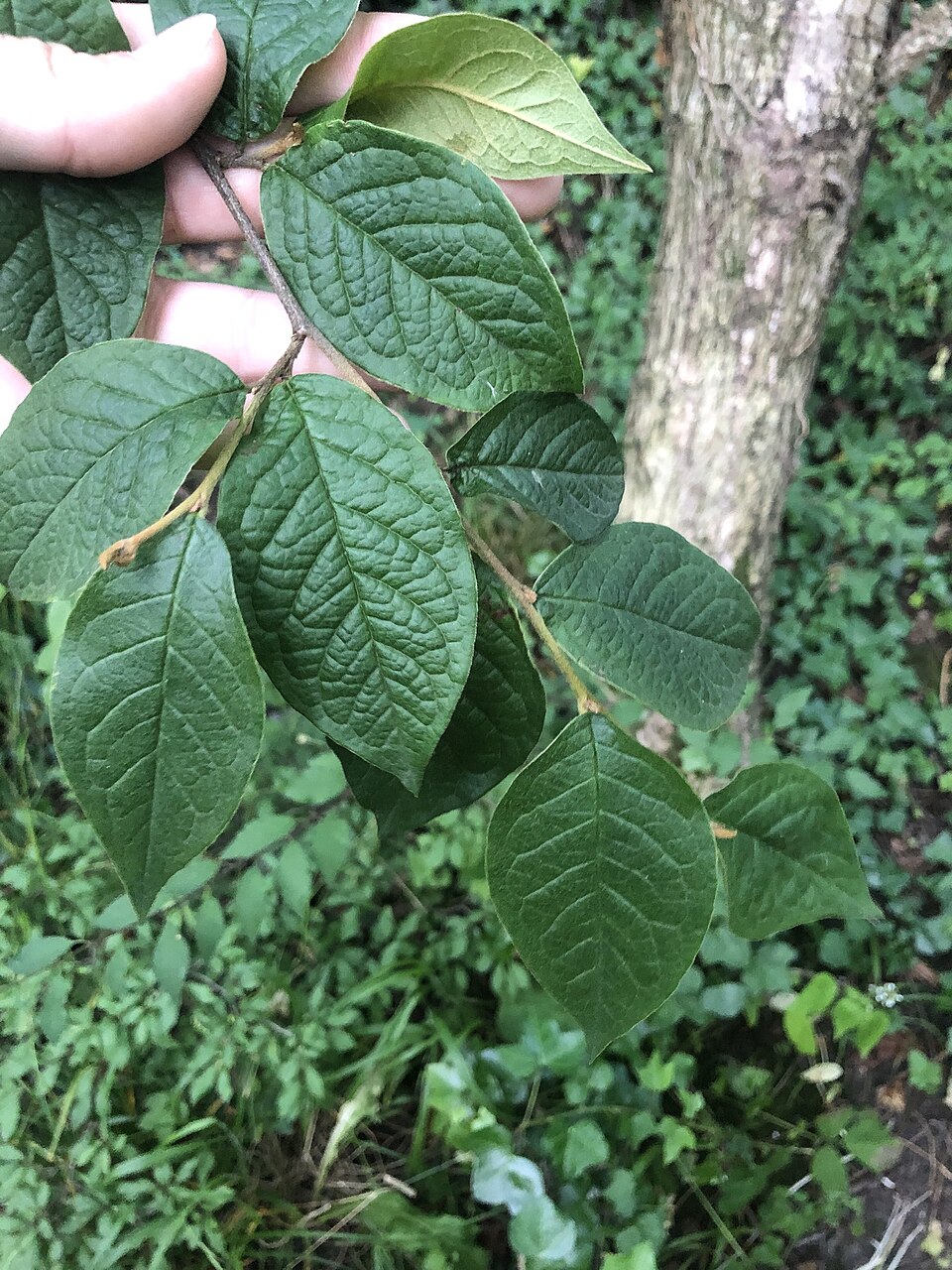 Cotoneaster rehderi (Bullate Cotoneaster)