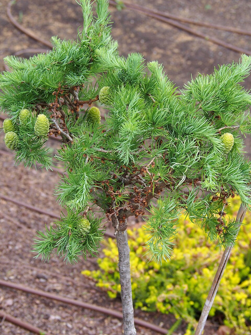 Larix kaempferi 'Diana' (Diana Larch) (alternate view 3)