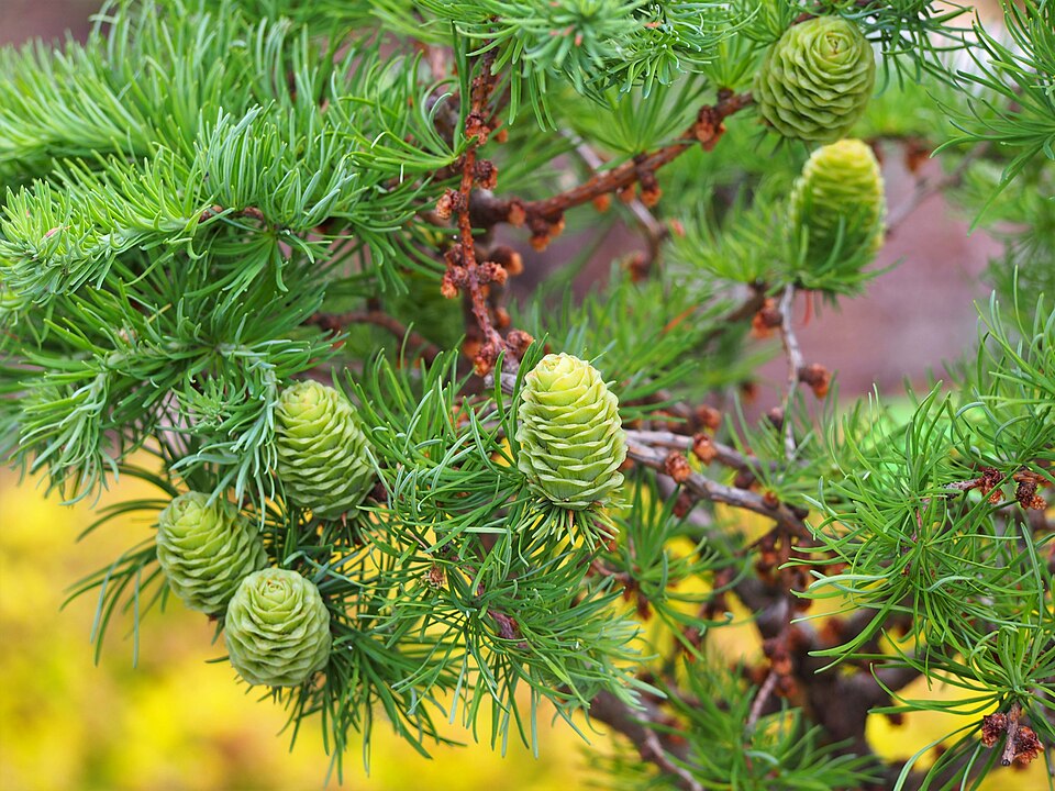 Larix kaempferi 'Diana' (Diana Larch) (alternate view 4)