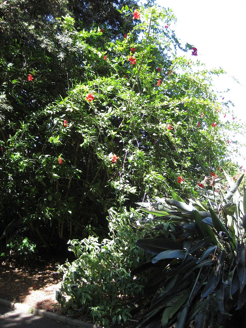 Hibiscus × archeri (Red Hibiscus) (alternate view 2)