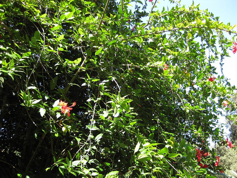 Hibiscus × archeri (Red Hibiscus) (alternate view 4)