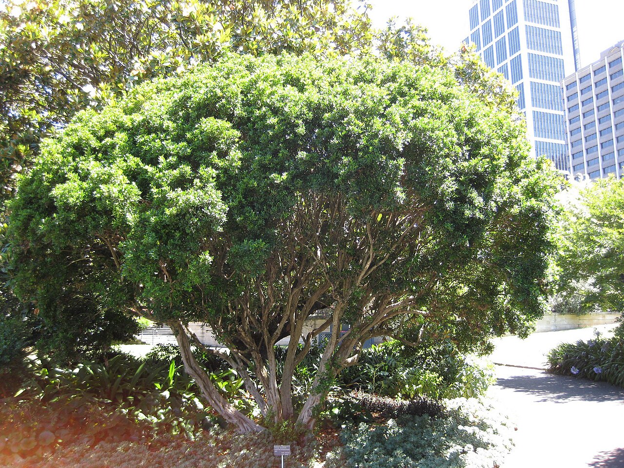 Murraya paniculata, Orange jessamine — upright evergreen (Rutaceae) (image 1 of 7)