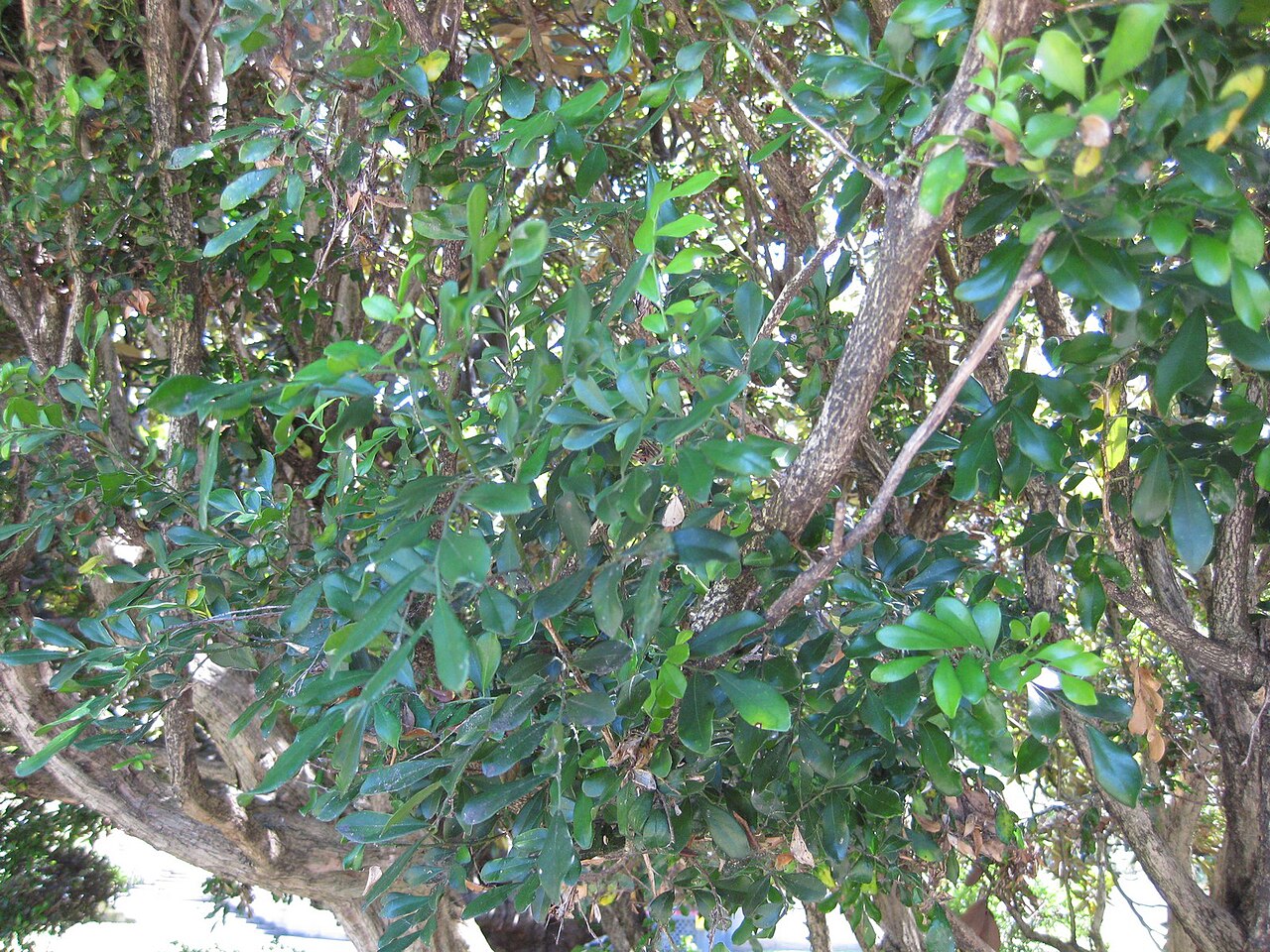 Murraya paniculata, Orange jessamine — upright evergreen (Rutaceae) (image 2 of 7)