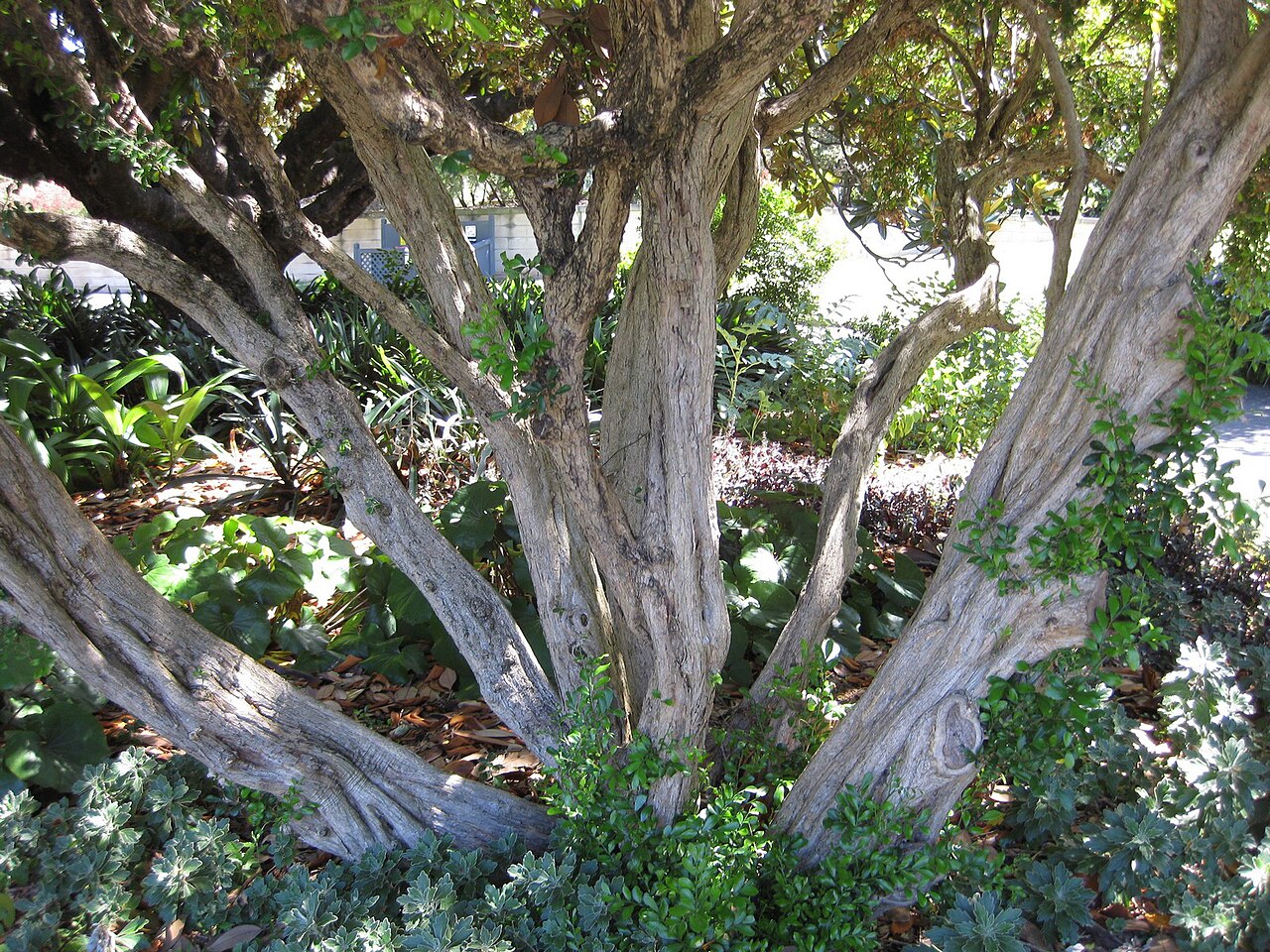 Murraya paniculata, Orange jessamine — upright evergreen (Rutaceae) (image 3 of 7)