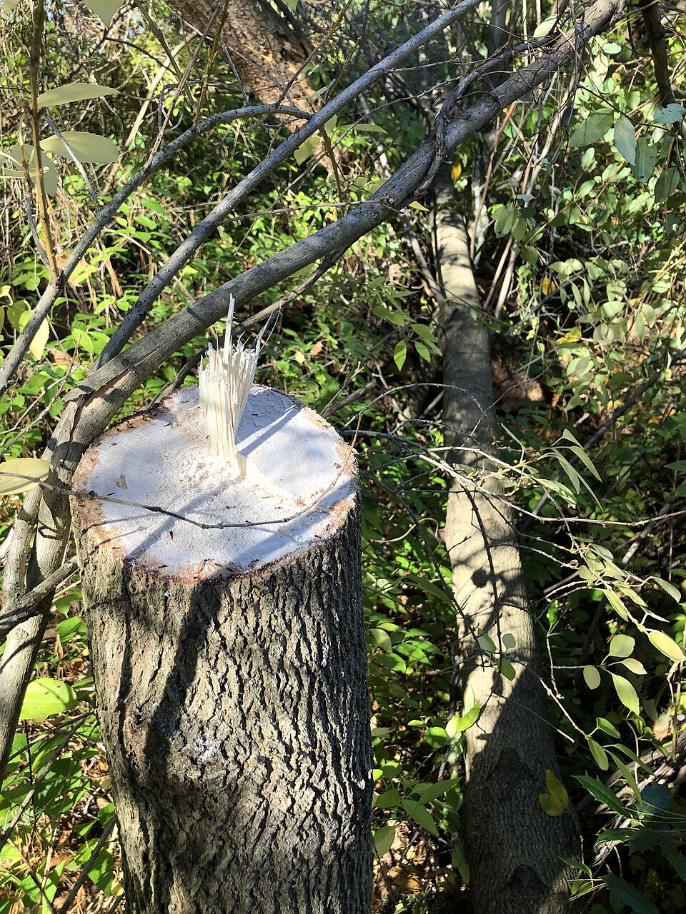 Fraxinus americana (White Ash) (alternate view 9)