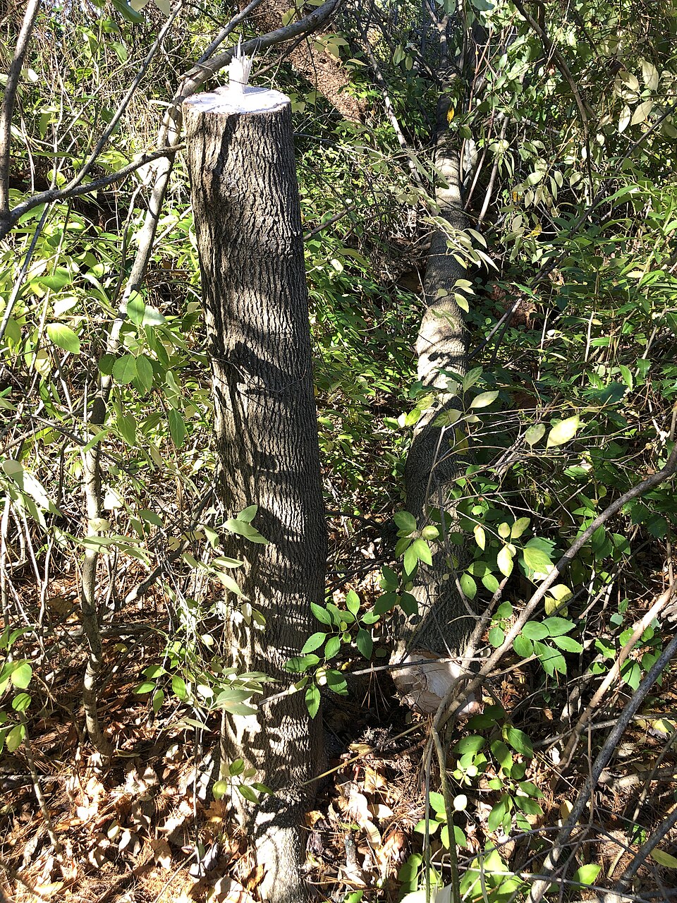 Fraxinus americana (White Ash) (alternate view 10)