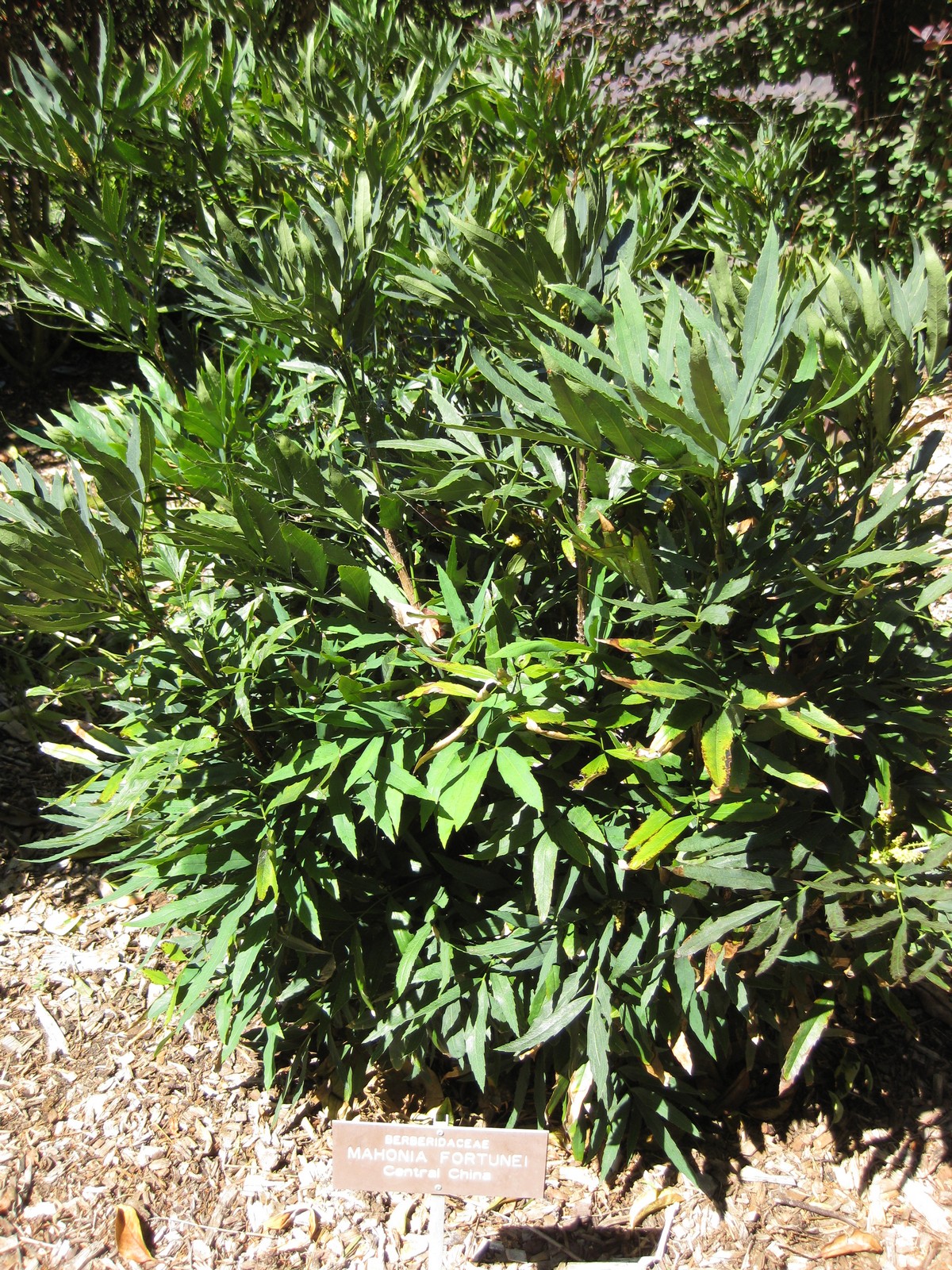Mahonia fortunei, Chinese mahonia — upright evergreen (Berberidaceae) (image 3 of 8)