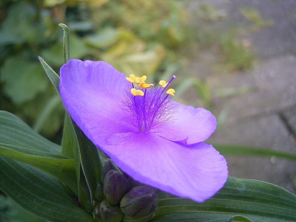 Tradescantia virginiana (Virginia spiderwort) (alternate view 9)