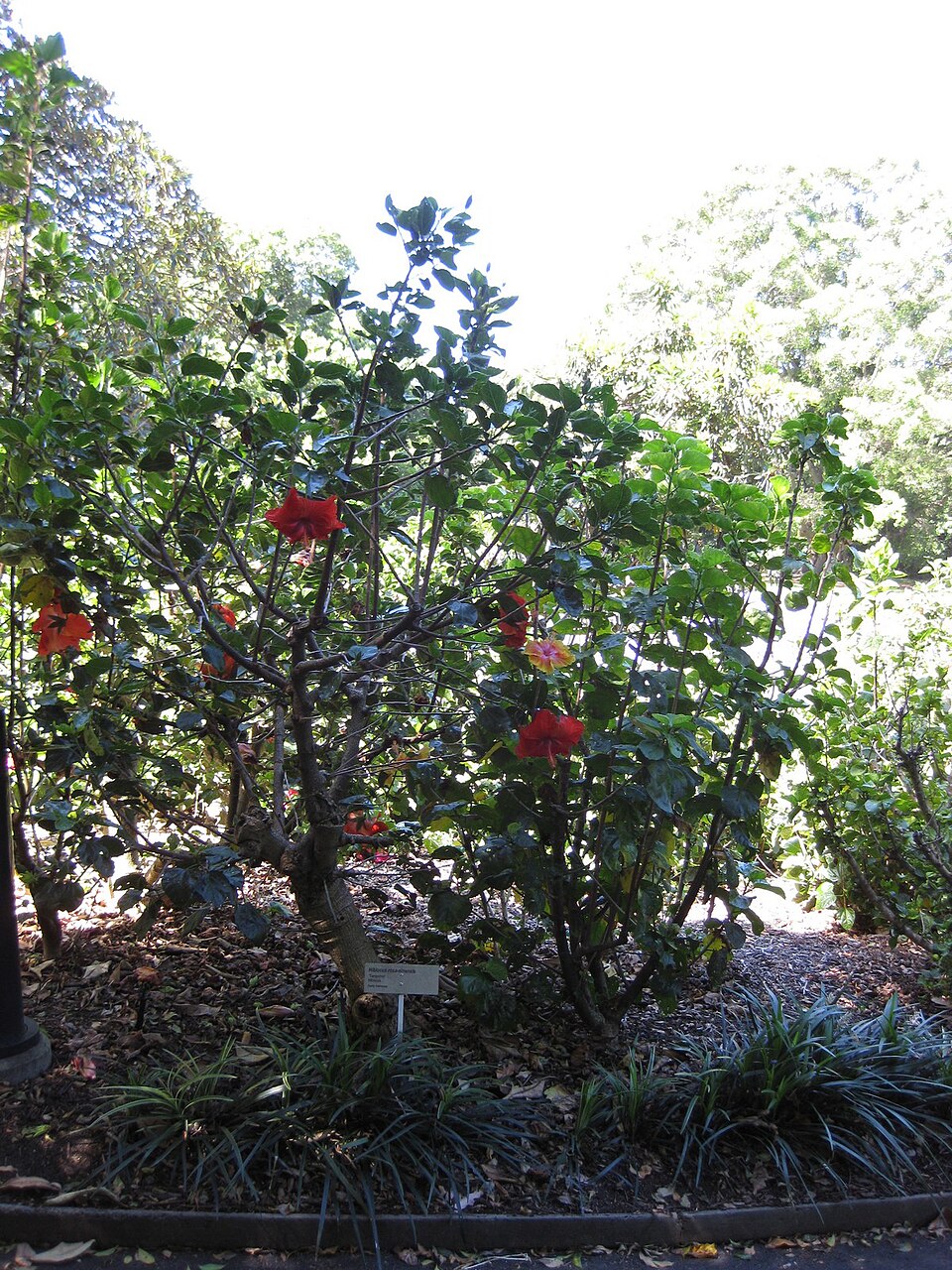Hibiscus rosa-sinensis (Tropical Hibiscus)
