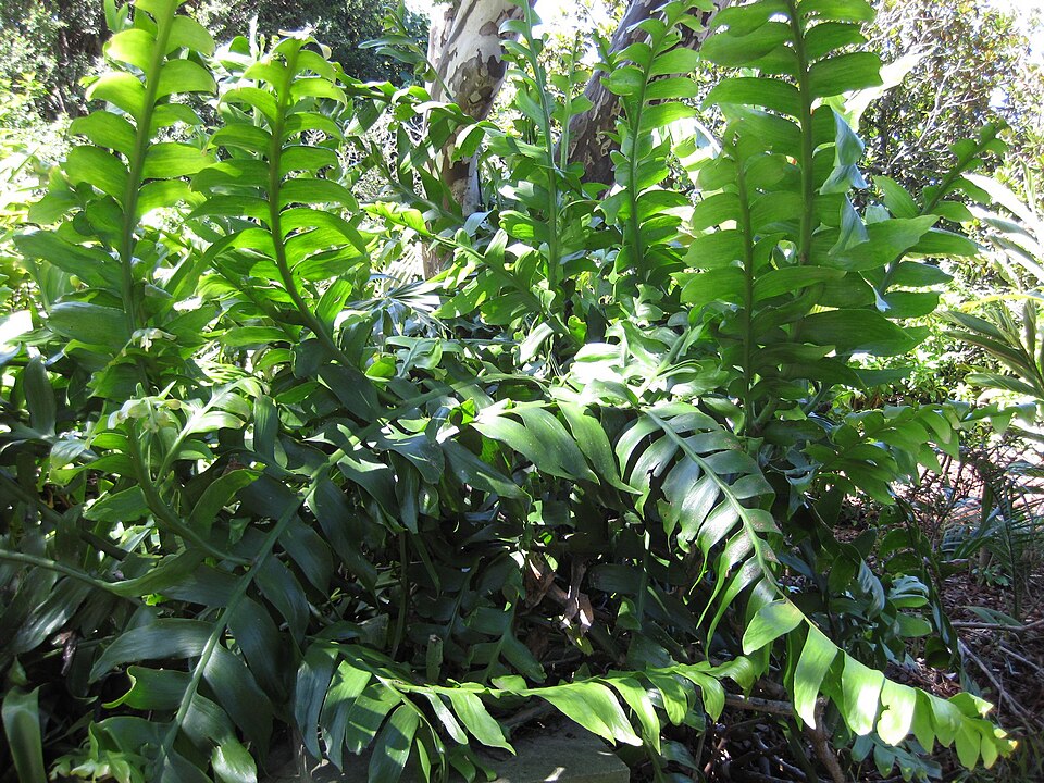 Epiphyllum chrysocardium (Fern Leaf Cactus) (alternate view 4)