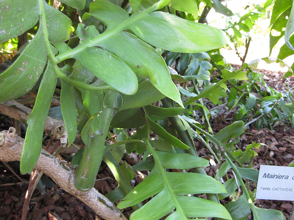 Epiphyllum chrysocardium (Fern Leaf Cactus) (alternate view 5)