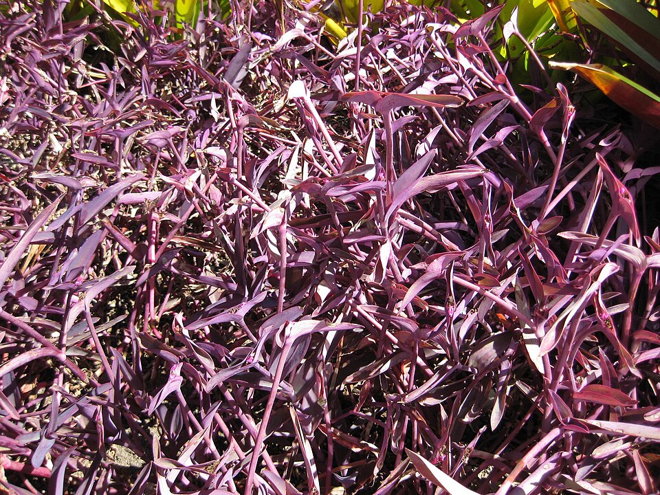 Tradescantia pallida (Purple Heart)