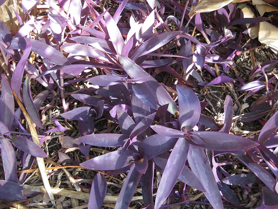 Tradescantia pallida (Purple Heart)