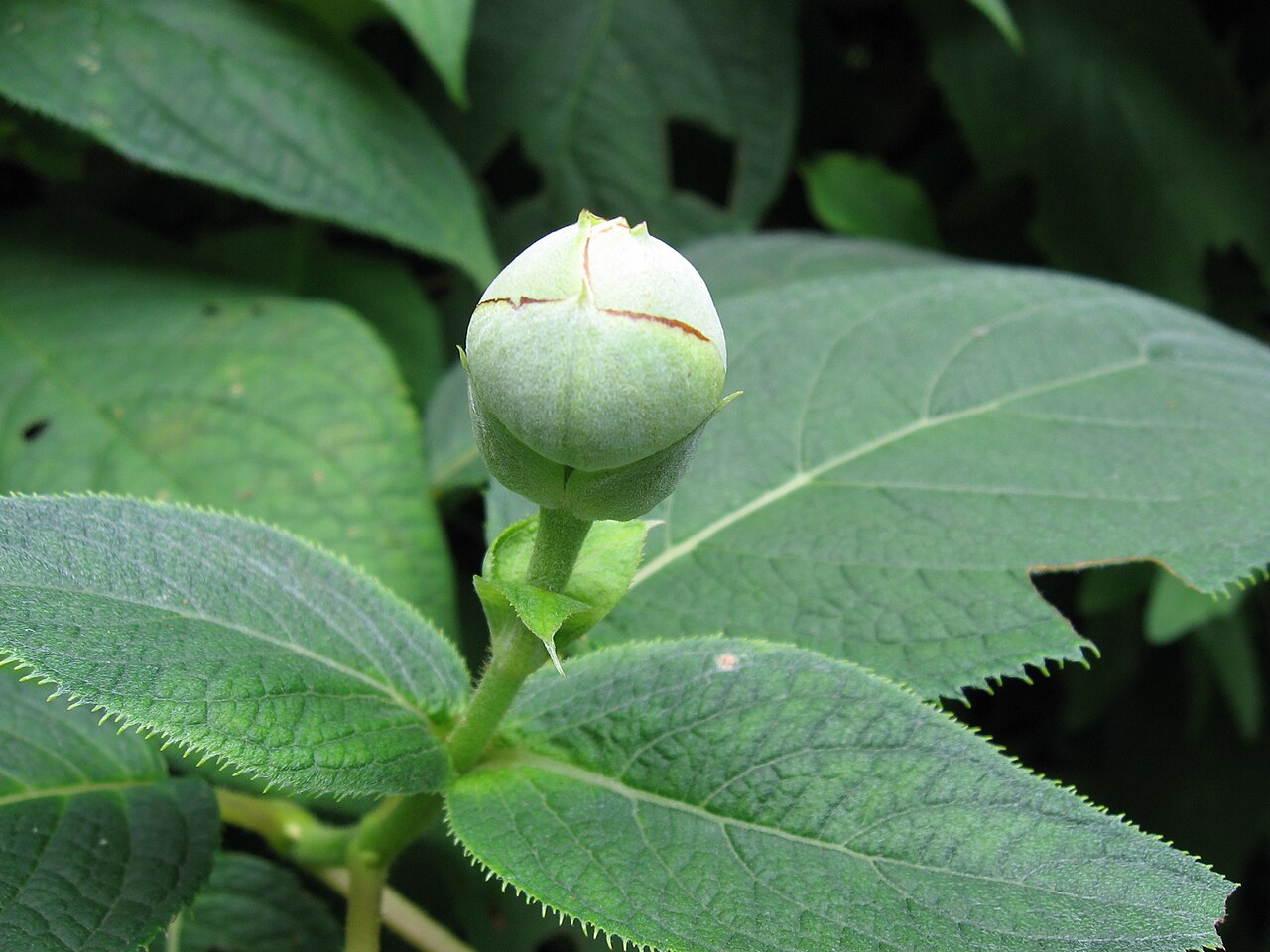 Hydrangea involucrata, Bristly hydrangea — mounding deciduous (Hydrangeaceae) (image 2 of 10)