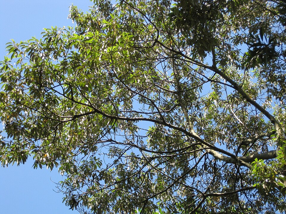 Alphitonia excelsa (Red Ash) (alternate view 4)