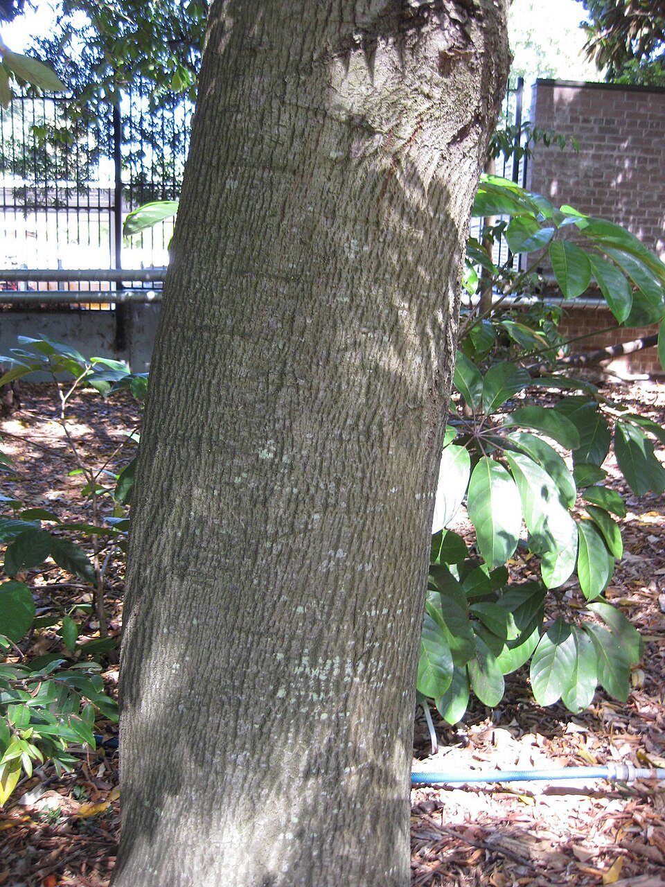 Alphitonia excelsa (Red Ash) (alternate view 5)
