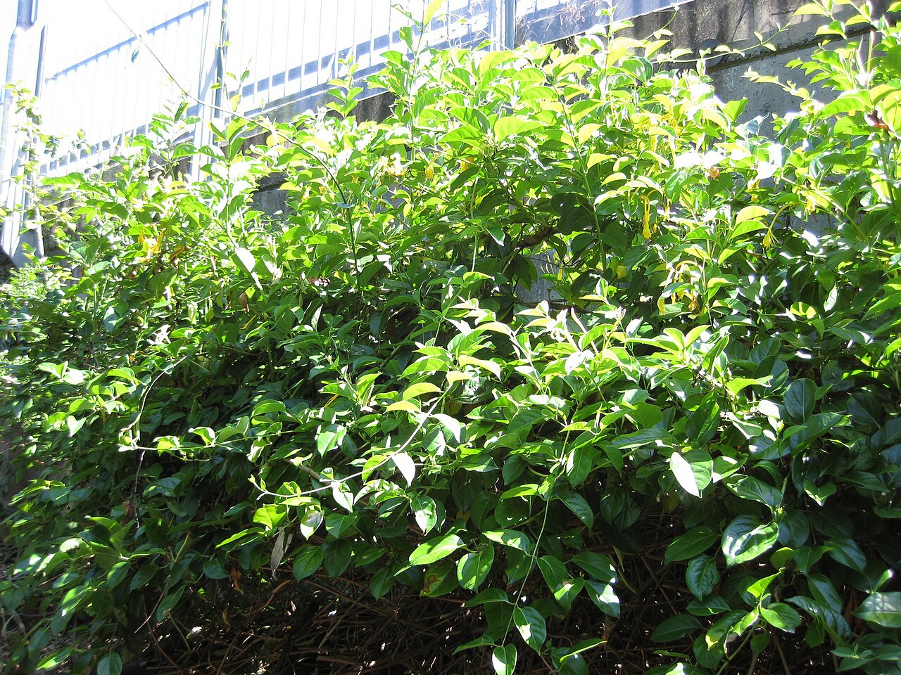 Lonicera japonica, Japanese honeysuckle — climbing semi-evergreen (Caprifoliaceae) (image 4 of 10)