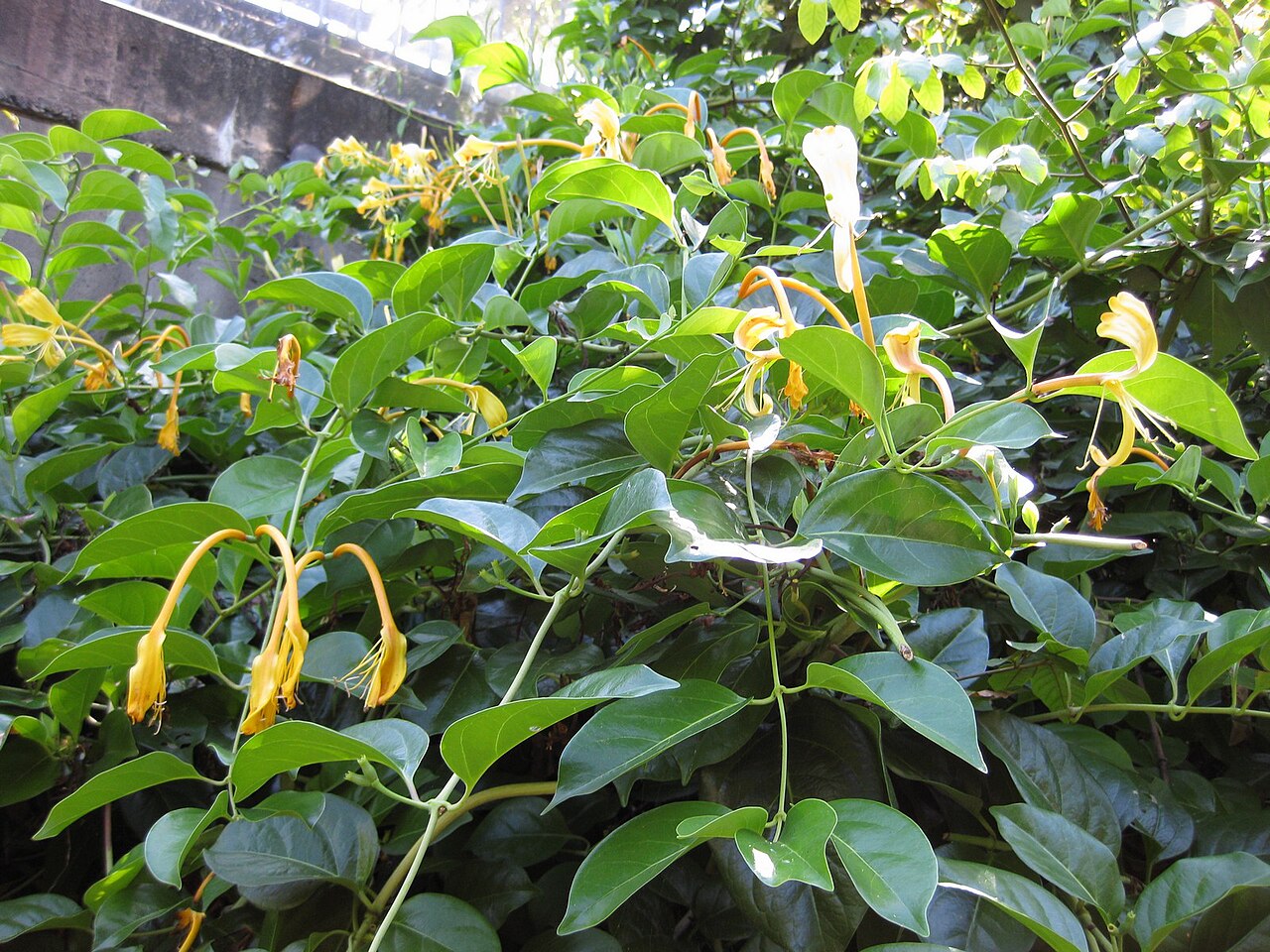 Lonicera japonica, Japanese honeysuckle — climbing semi-evergreen (Caprifoliaceae) (image 5 of 10)