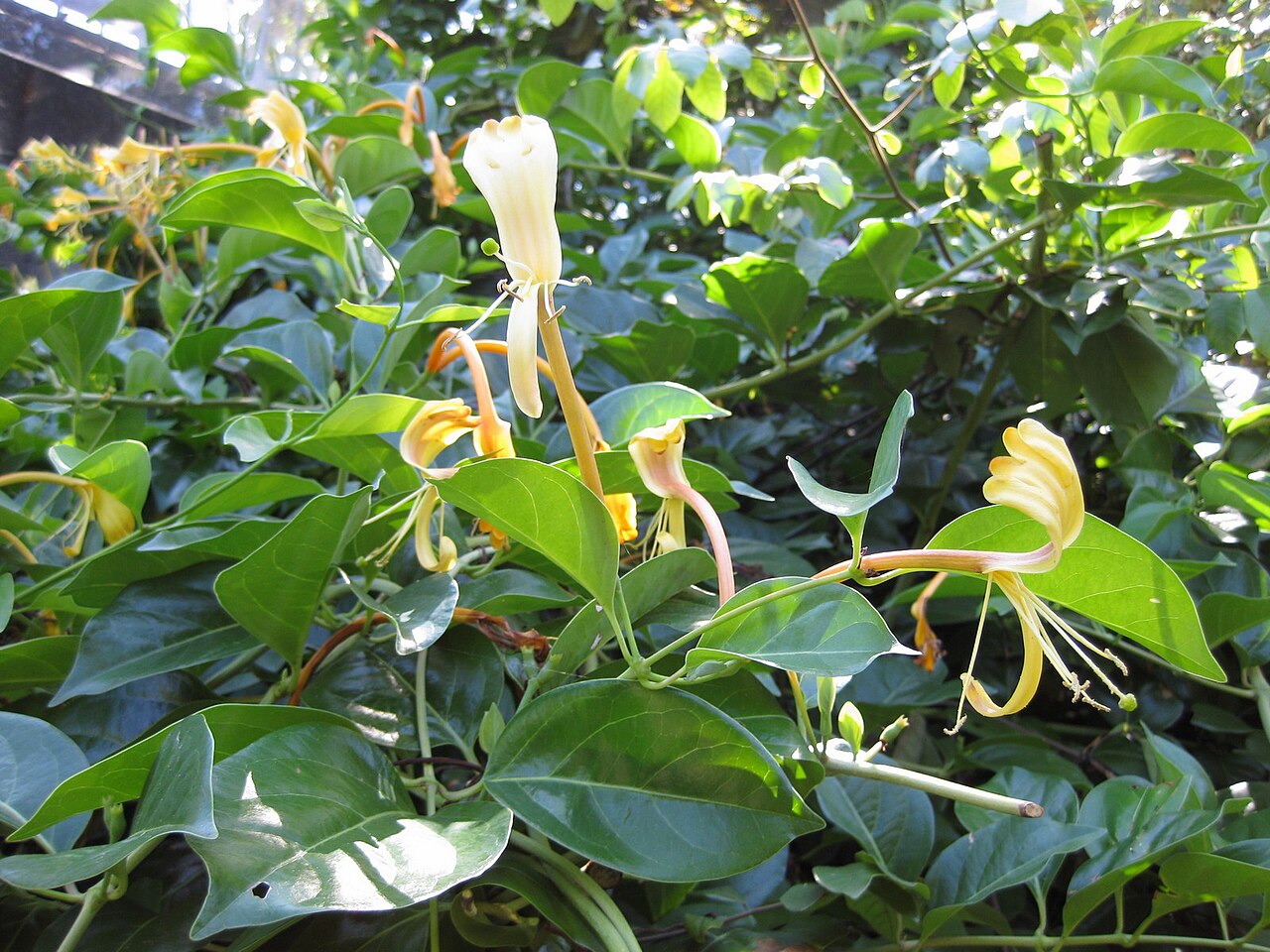 Lonicera japonica, Japanese honeysuckle — climbing semi-evergreen (Caprifoliaceae) (image 6 of 10)