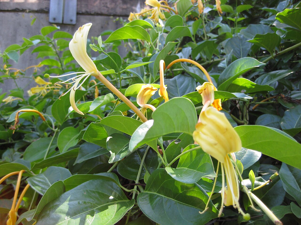 Lonicera japonica, Japanese honeysuckle — climbing semi-evergreen (Caprifoliaceae) (image 7 of 10)