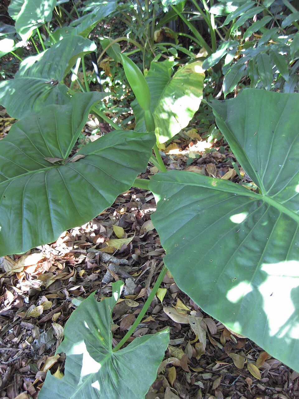 Alocasia brisbanensis (Cunjevoi) (alternate view 8)