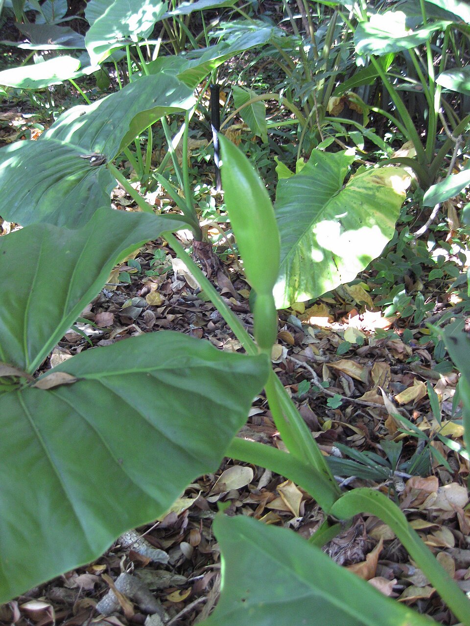 Alocasia brisbanensis (Cunjevoi) (alternate view 9)