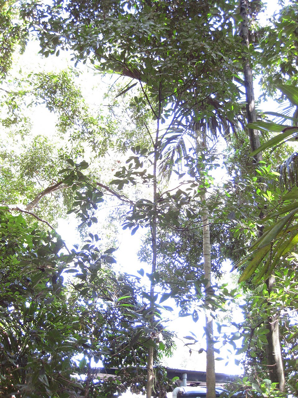 Hymenosporum flavum (Australian frangipani) (alternate view 3)
