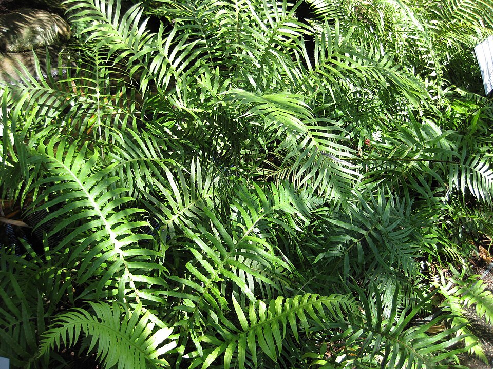 Oceaniopteris cartilaginea (hammock fern) (alternate view 7)